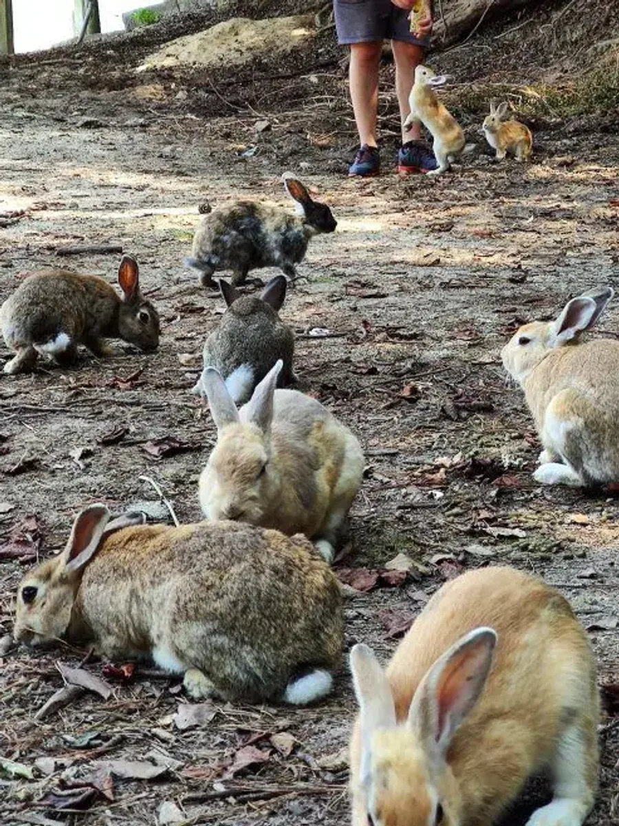 Okunoshima