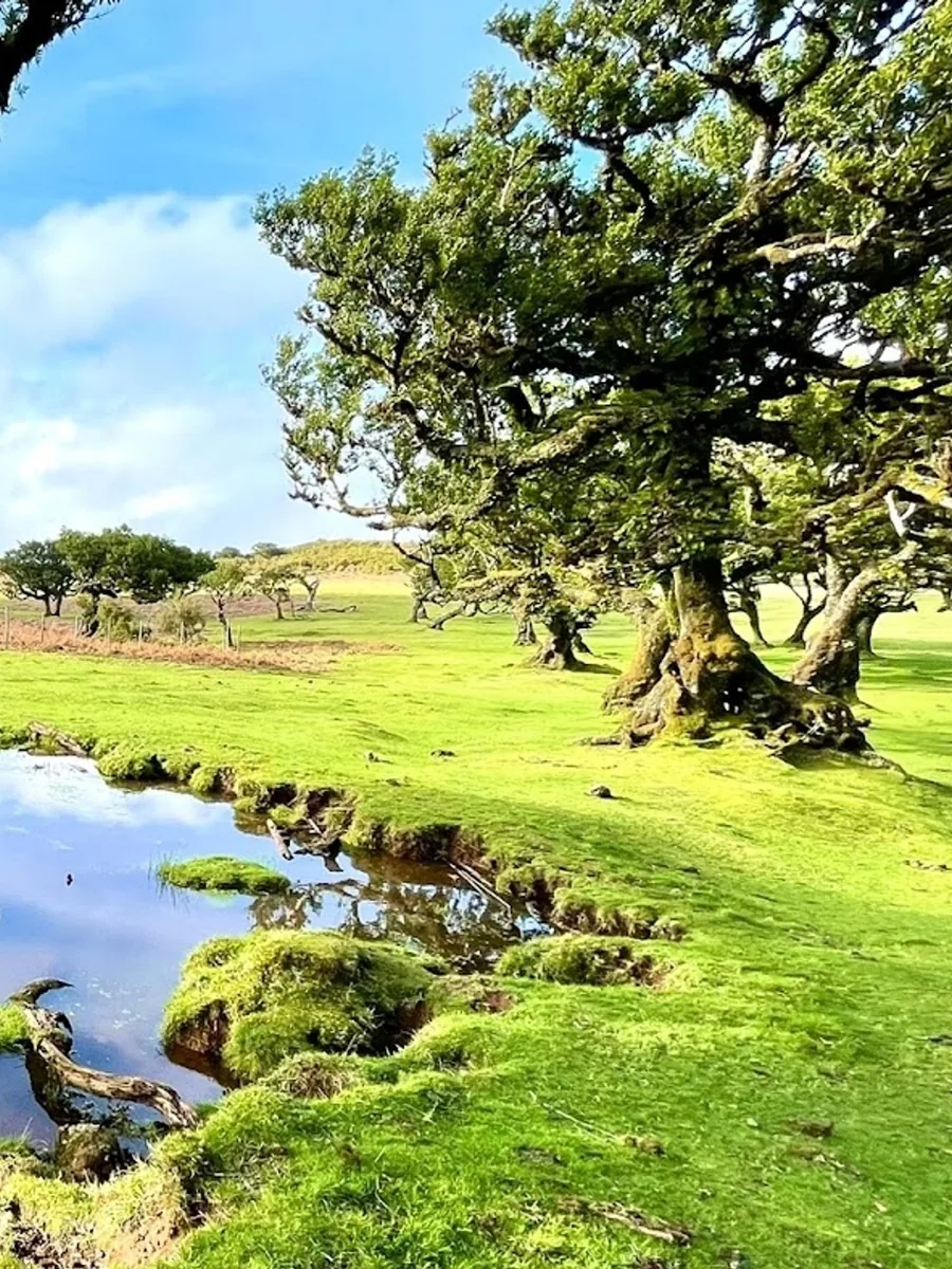 Parque Florestal do Fanal
