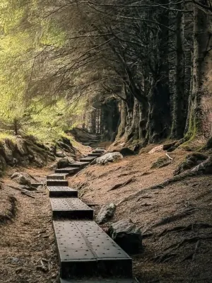 Ballinastoe Woods
