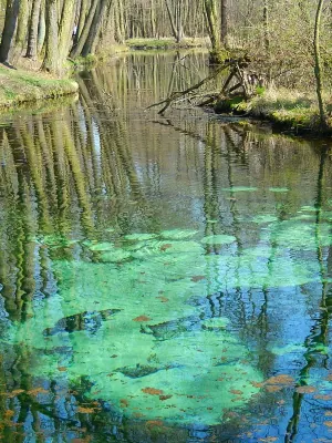 Blue Springs Nature Reserve