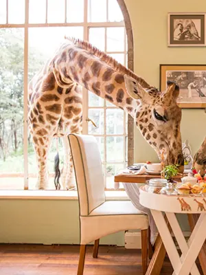 Giraffe Manor
