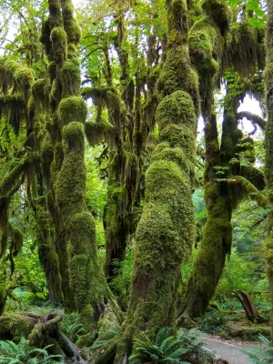 Hoh Rainforest