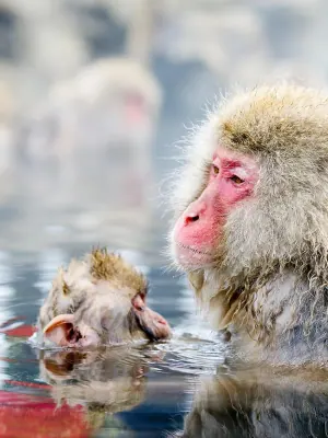 Jigokudani Monkey Park
