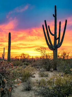 Saguaro National Park