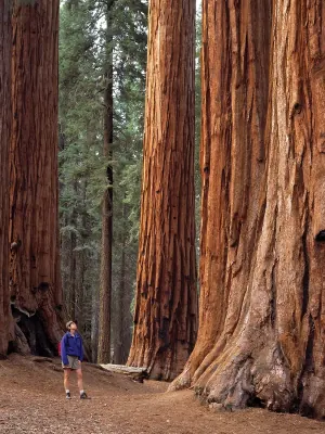 Sequoia National Park