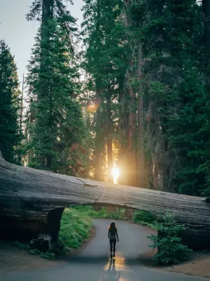 Sequoia National Park's Tunnel Log