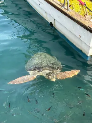 Turtle Spot